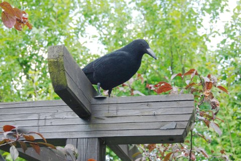 KRUK ODSTRASZACZ GOŁĘBI I INNYCH PTAKÓW - ŚREDNI