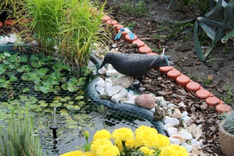 KRUK ODSTRASZACZ GOŁĘBI I INNYCH PTAKÓW - ŚREDNI