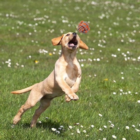 ZESTAW SZARPAKÓW DLA PSA SPANKY 5 ELEMENTÓW