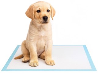 Podkłady Higieniczne Dla Zwierząt BARRY 60x60 50 szt.