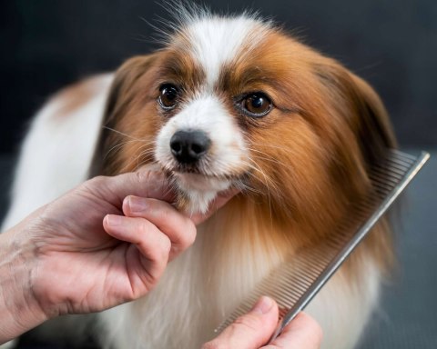 ZESTAW NOŻYCZEK DLA ZWIERZĄT GROMMY DLA PSA KOTA