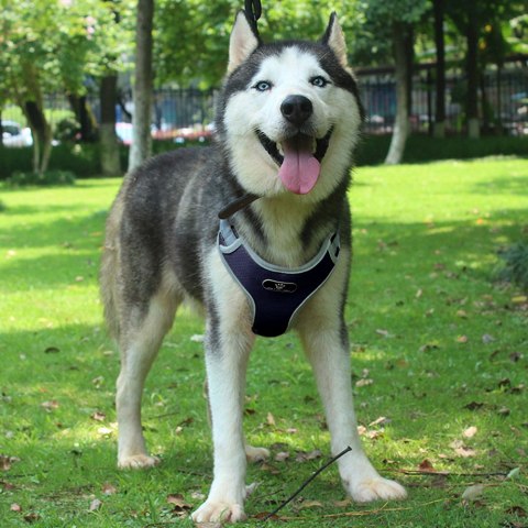 SZELKI TRENINGOWE SPACEROWE DLA PSA ASTRO GRANATOWE ROZMIAR L