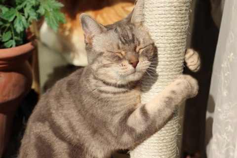 DRAPAK JUTOWY SŁUPEK DLA KOTA TOLEK ANTRACYT