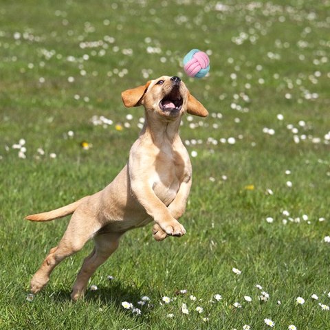 ZESTAW 7 ZABAWEK DLA PSA PINKY SZARPAKI RÓŻOWE